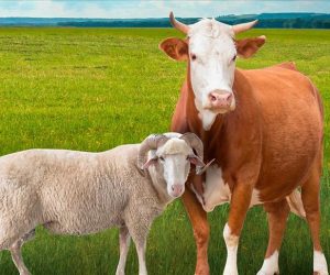 19 Mayıs Mahallesi Adaklık Koç