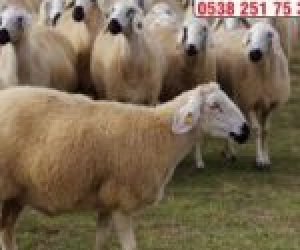 19 Mayıs Mahallesi Adaklık Kurban