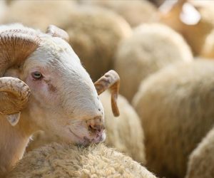 Acıbadem Adaklık Koç