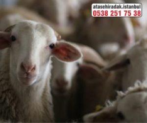 Acıbadem Adaklık Kurban