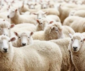 Ayrılıkçeşme Adaklık Koç