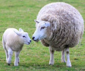 Ayrılıkçeşme Adaklık Kurban