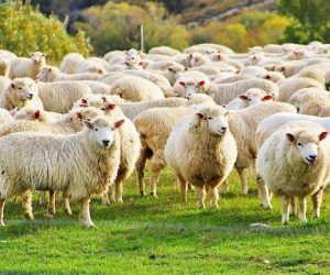 Bahariye Adaklık Kurban