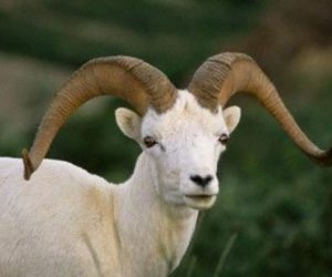 Bostancı Adaklık Koç