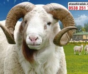 Bostancı Adaklık Kurban