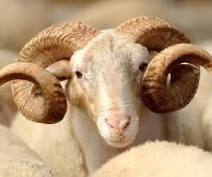 Caddebostan Adaklık Koç