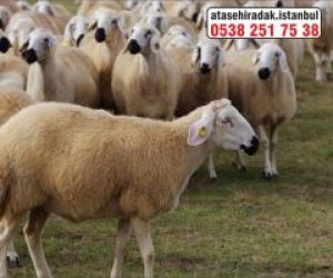 Caddebostan Adaklık Kurban