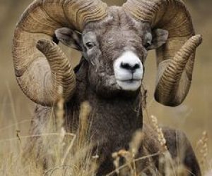 Caferağa Adaklık Koç