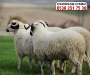 Caferağa Adaklık Kurban