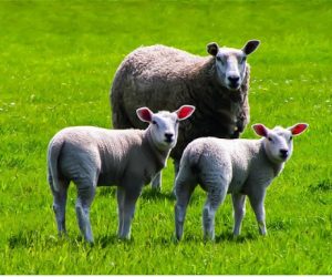 Çatalçeşme Adaklık Kurban