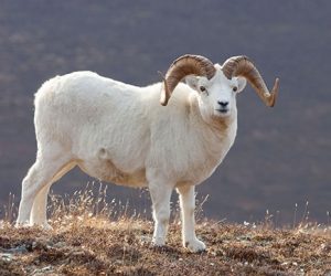 Çemenzar Adaklık Koç