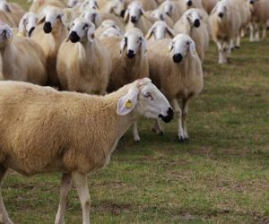 Çemenzar Adaklık Kurban