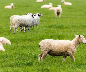 Çiftehavuzlar Adaklık Koç