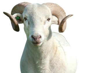 Dumlupınar Adaklık Koç