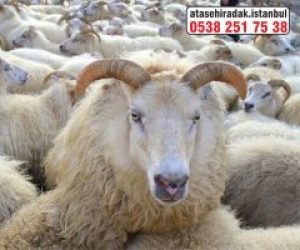 Dumlupınar Adaklık Kurban