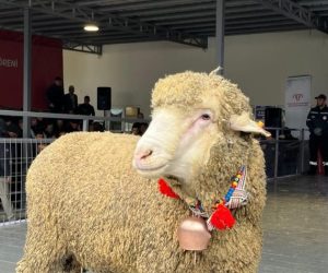 Eğitim Adaklık Koç