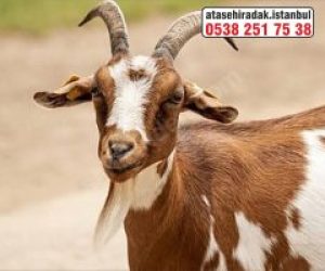 Eğitim Adaklık Kurban