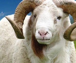 Erenköy Adaklık Koç