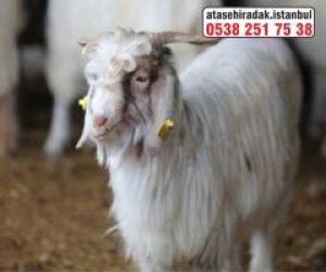 Fenerbahçe Adaklık Kurban