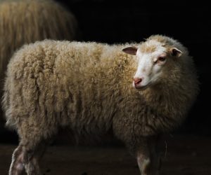 Feneryolu Adaklık Koç