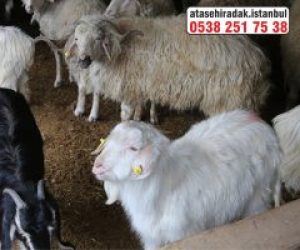 Feneryolu Adaklık Kurban