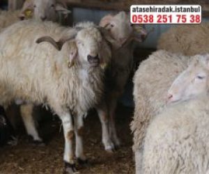 Fikirtepe Adaklık Kurban