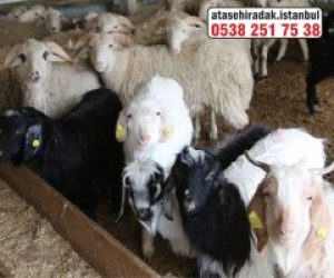 Göztepe Adaklık Kurban