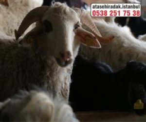 Hasanpaşa Adaklık Kurban