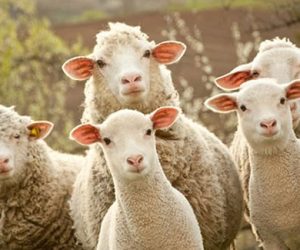 Haydarpaşa Adaklık Koç