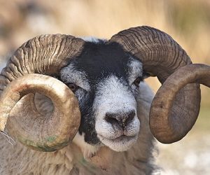 Haydarpaşa Adaklık Kurban