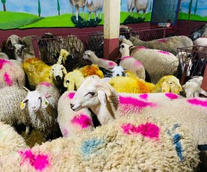 İbrahimağa Adaklık Koç