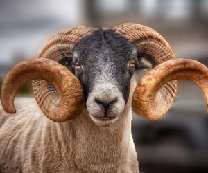 Kalamış Adaklık Koç