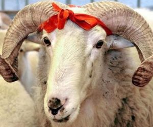 Kızıltoprak Adaklık Koç