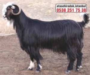 Koşuyolu Adaklık Kurban