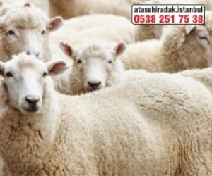 Kozyatağı Adaklık Kurban