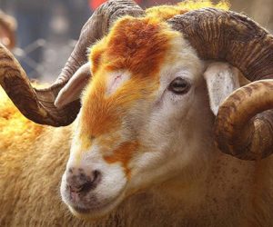 Kurbağalıdere Adaklık Kurban