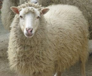 Kuyubaşı Adaklık Kurban