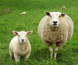 Merdivenköy Adaklık Koç