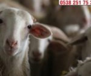 Merdivenköy Adaklık Kurban