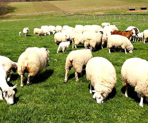 Moda Adaklık Kurban