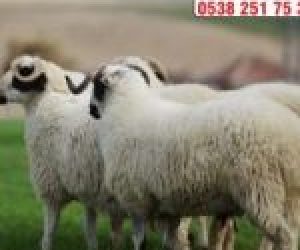 Osmanağa Adaklık Kurban