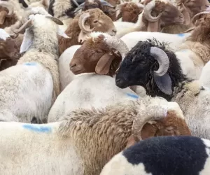 Rasimpaşa Adaklık Koç