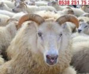 Rasimpaşa Adaklık Kurban