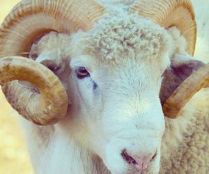 Sahrayıcedid Adaklık Koç