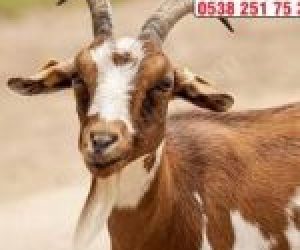 Sahrayıcedid Adaklık Kurban