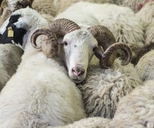 Şaşkınbakkal Adaklık Kurban