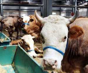 Selamiçeşme Adaklık Kurban