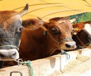 Şenesenevler Adaklık Kurban