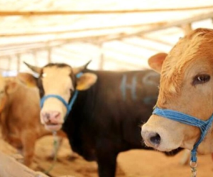 Söğütlüçeşme Adaklık Kurban