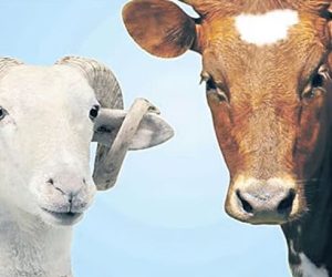 Suadiye Adaklık Koç